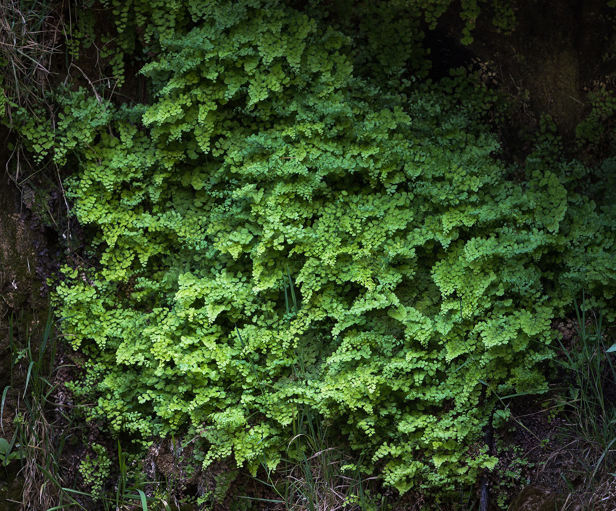 Perfect fern conditions