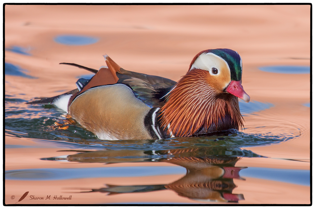 Mandarin Drake