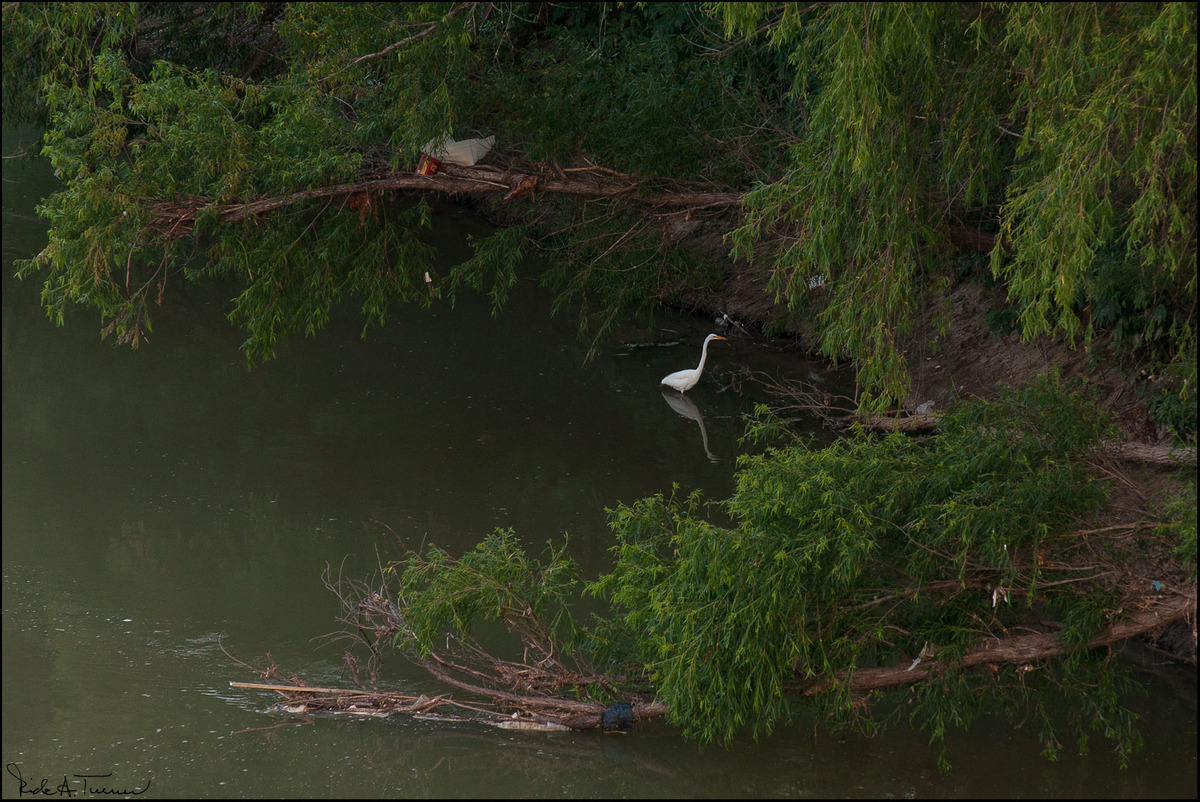 Trinity River Trash