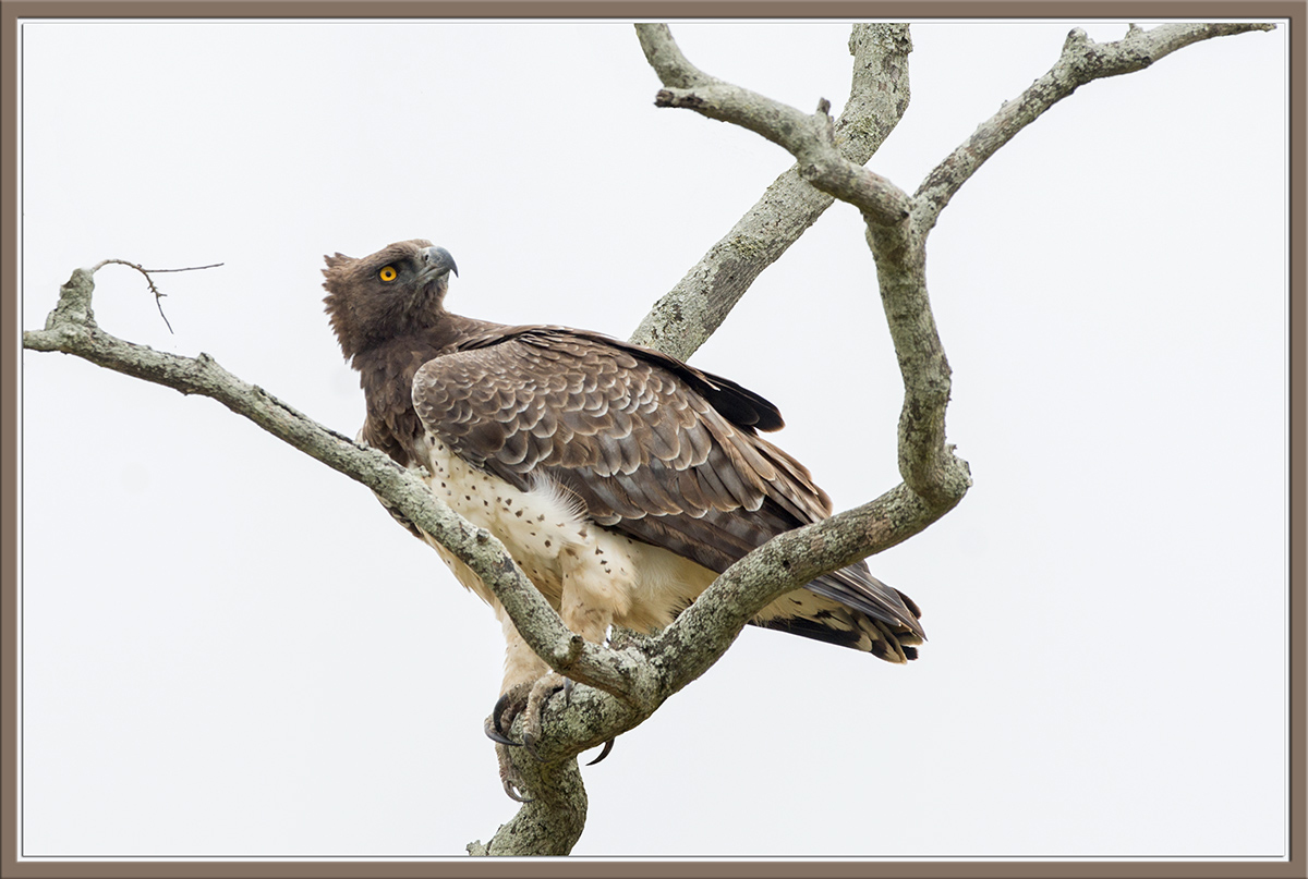 Martial Eagle