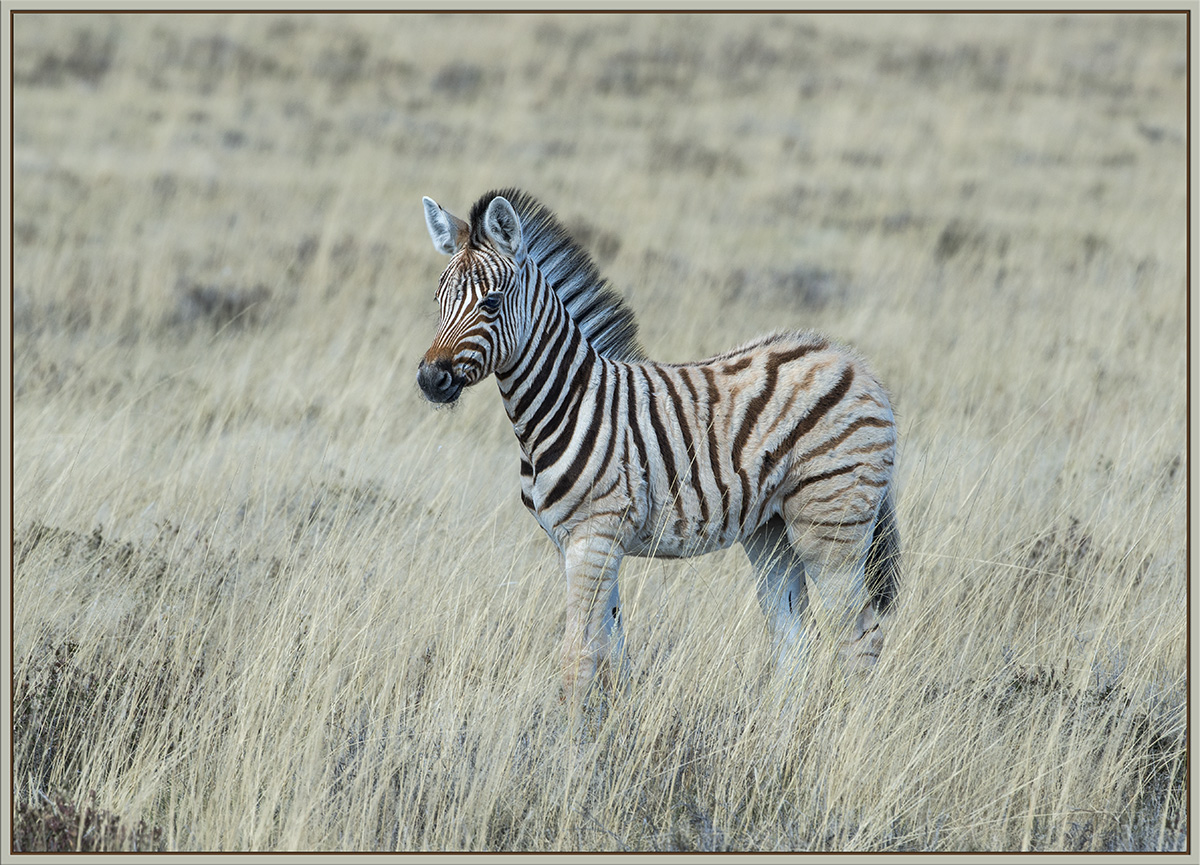Zebra foal