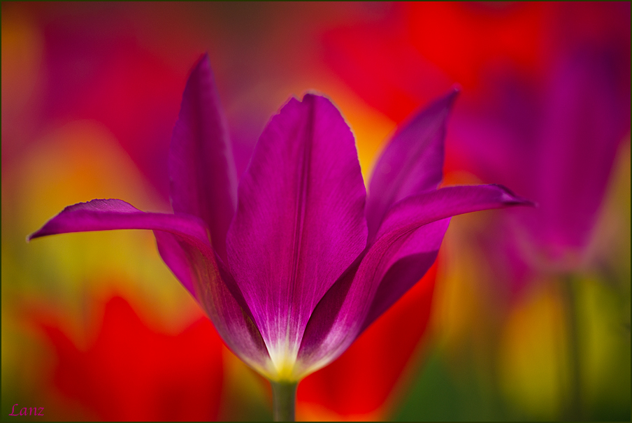 Royal Radiance