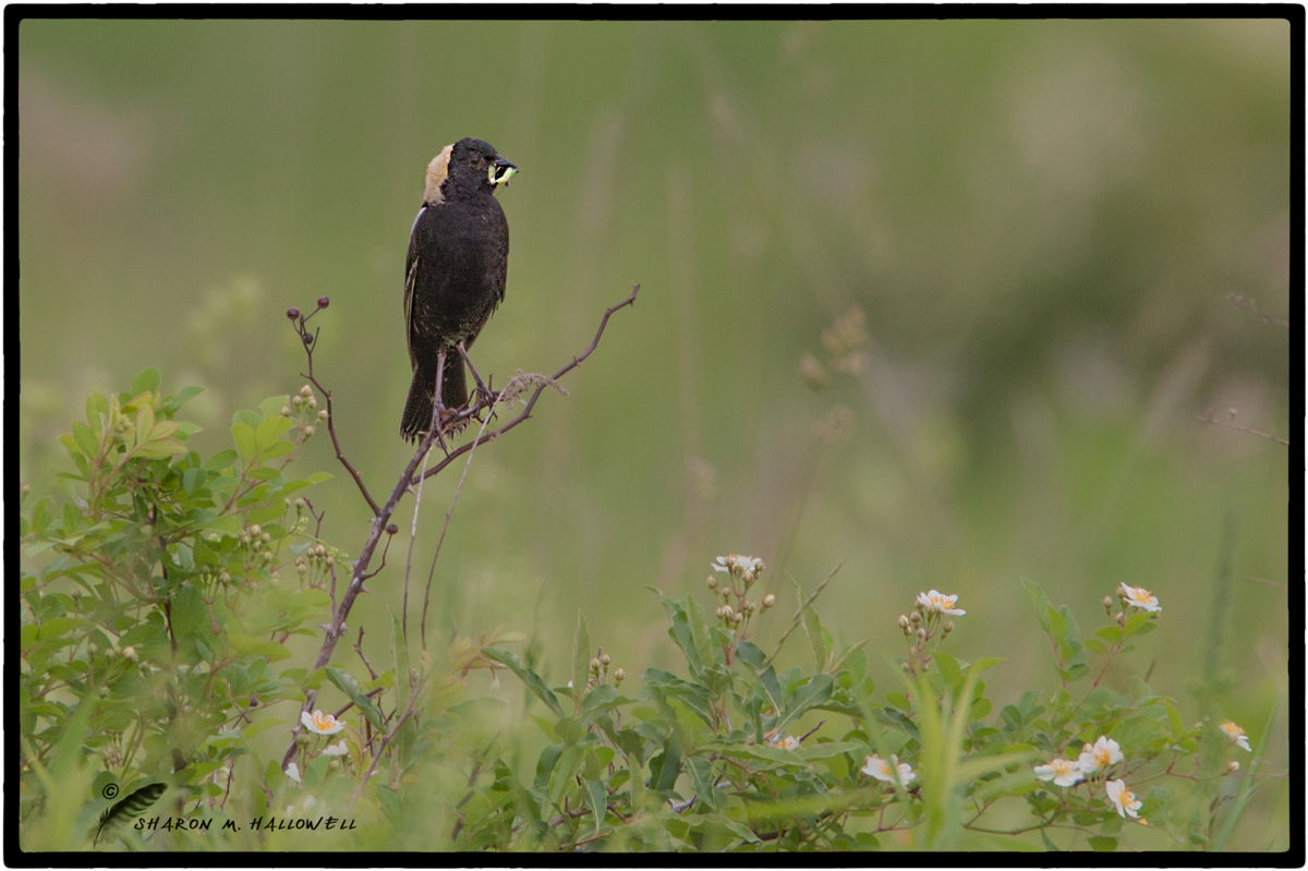 Bobolink