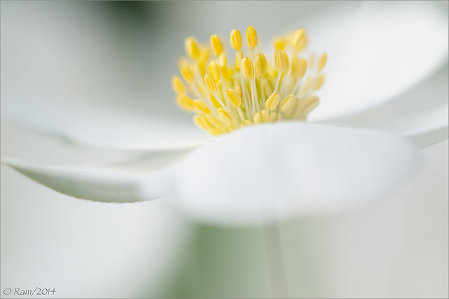 Snowdrop (?) Anemone