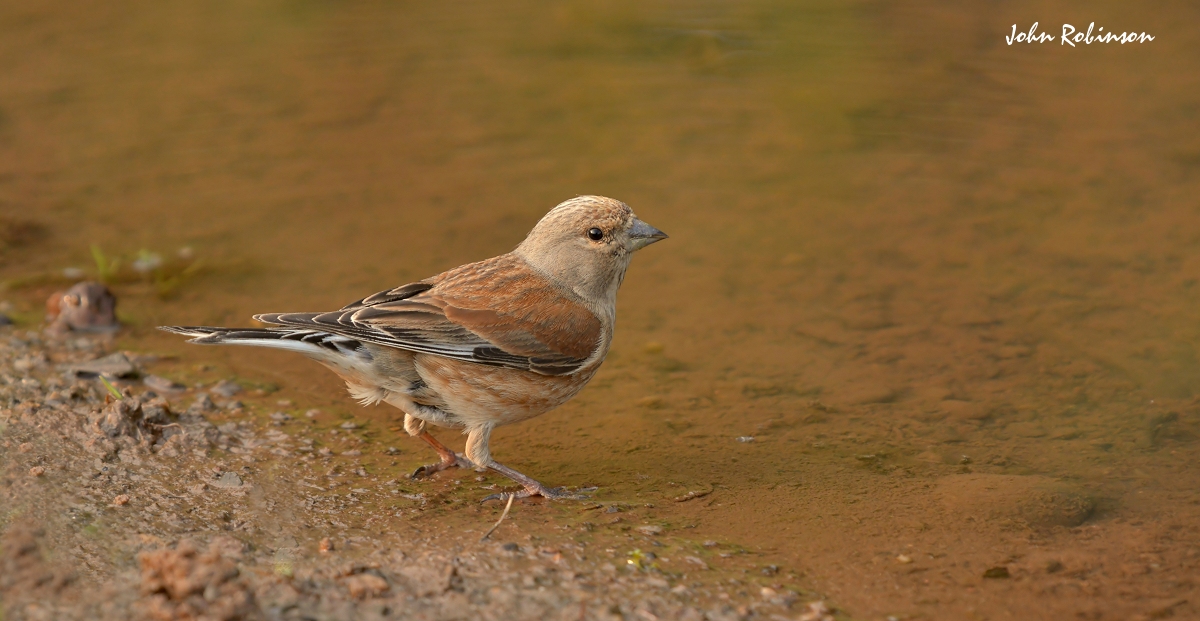 Linnet (Male)
