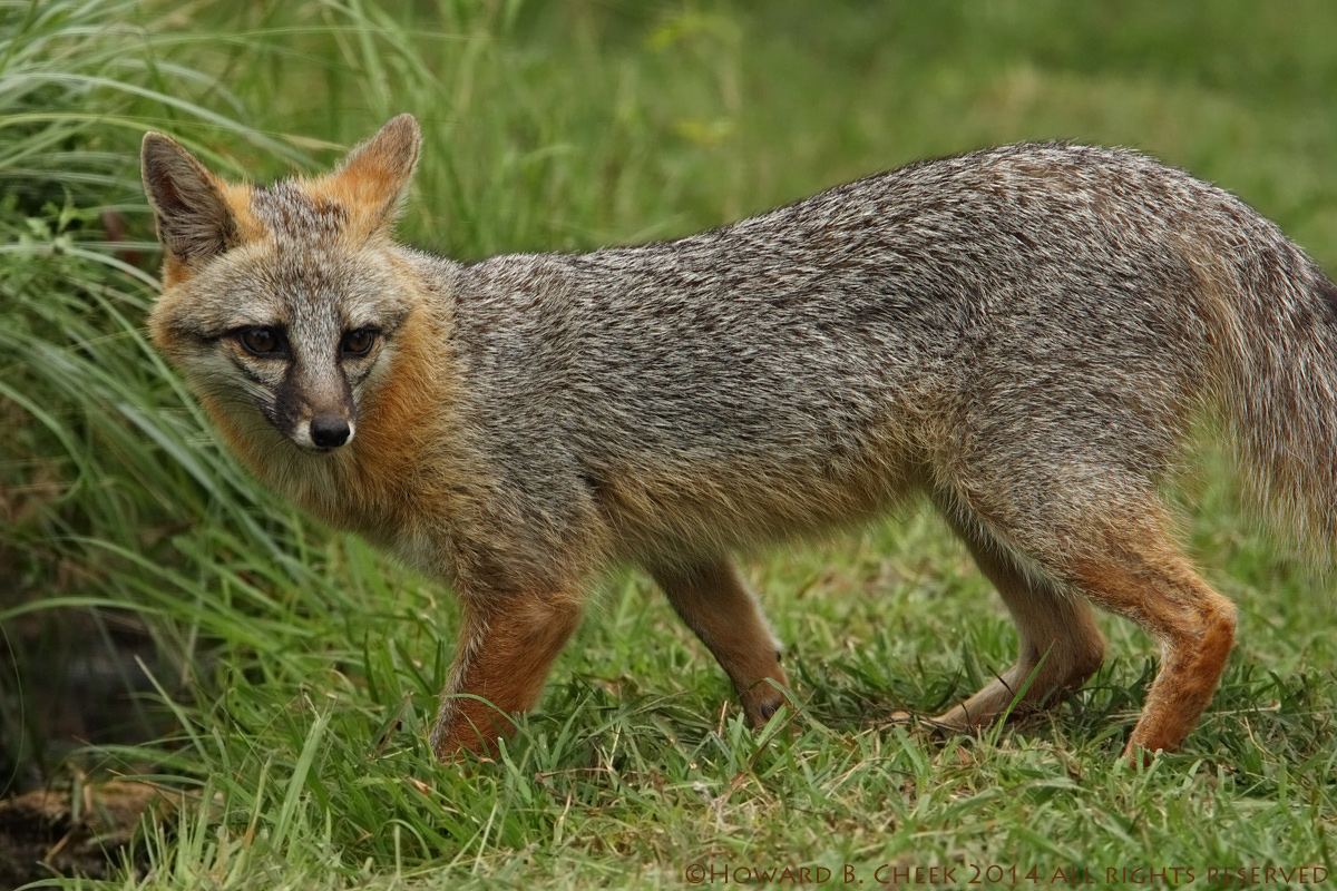 Foxy Closeup