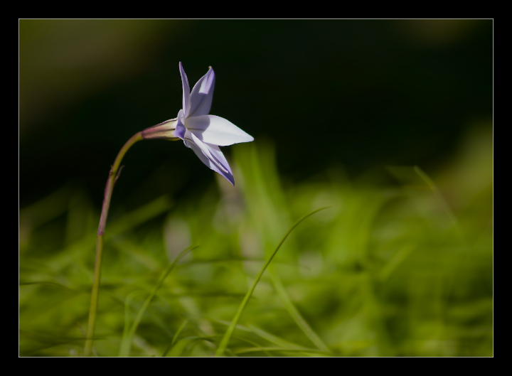 Ipheion