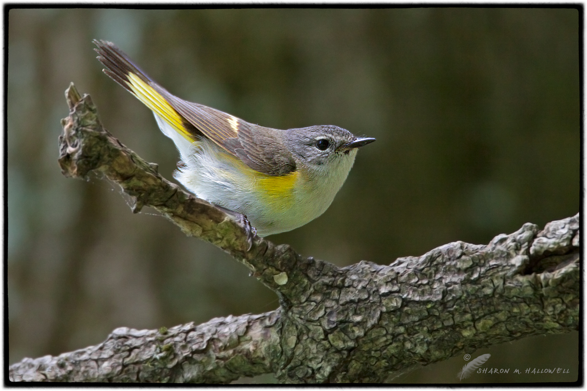 American Redstart
