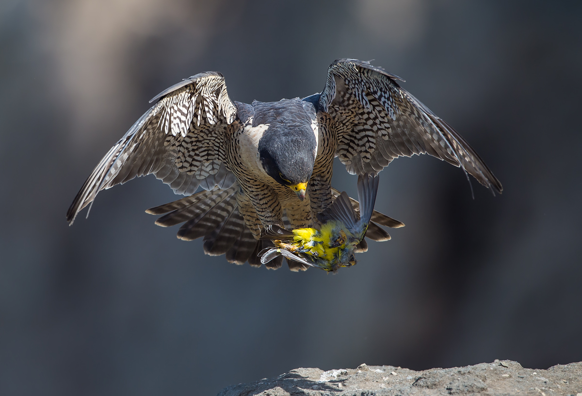 Peregrine w/Tanager