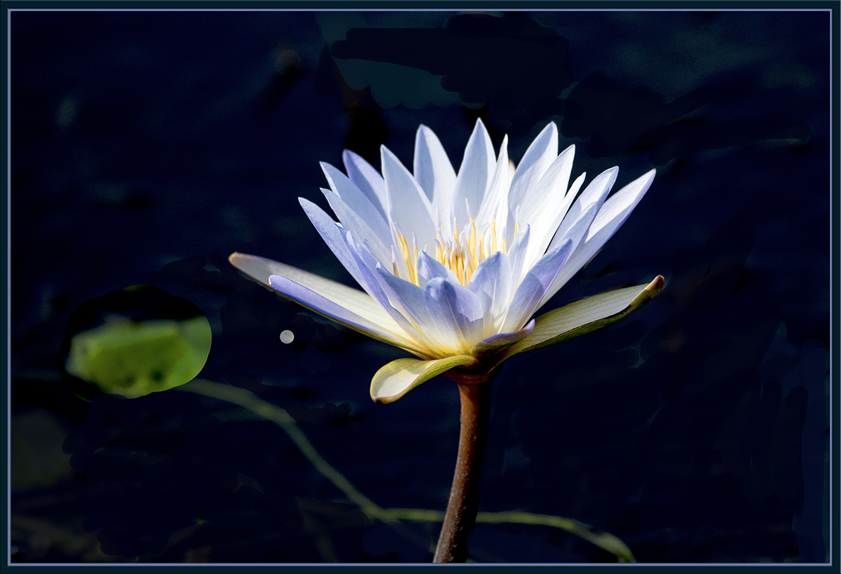 African Water Lilly