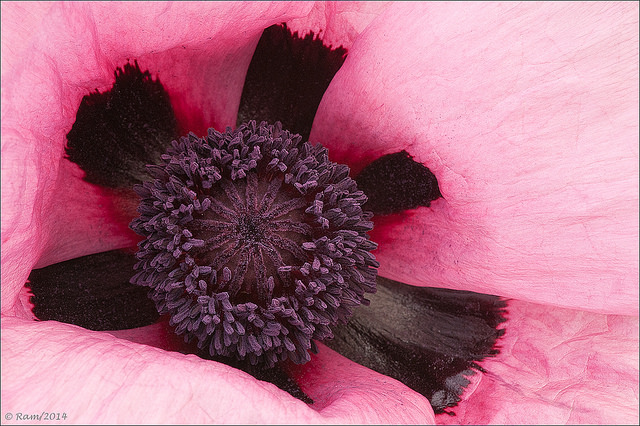 Oriental Poppy