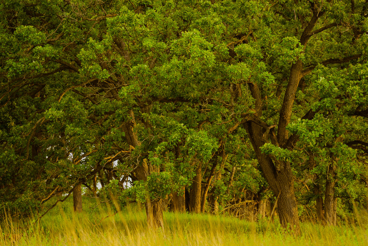 WC#640-Golden Lit Oaks