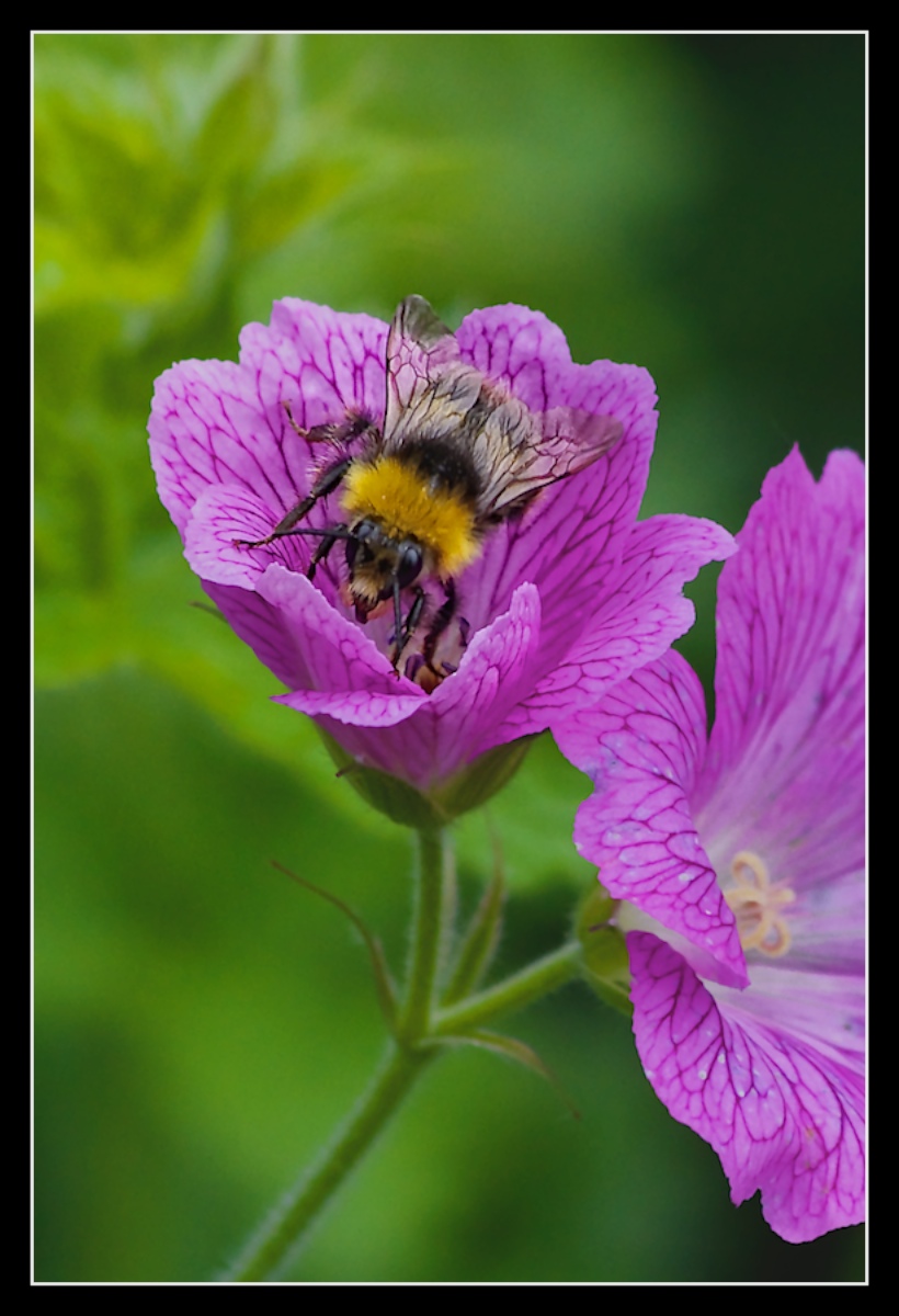 Foraging + repost