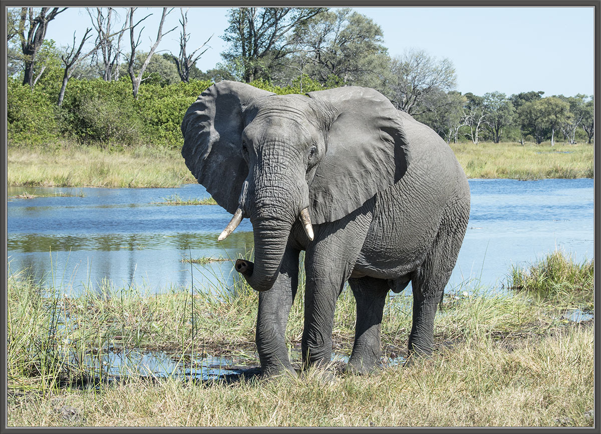 Bull Elephant