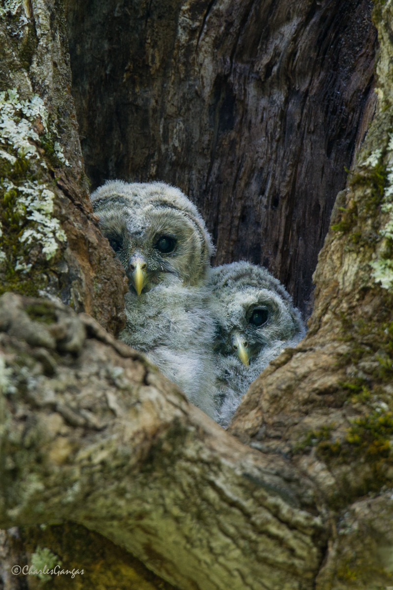 Barred Owlets