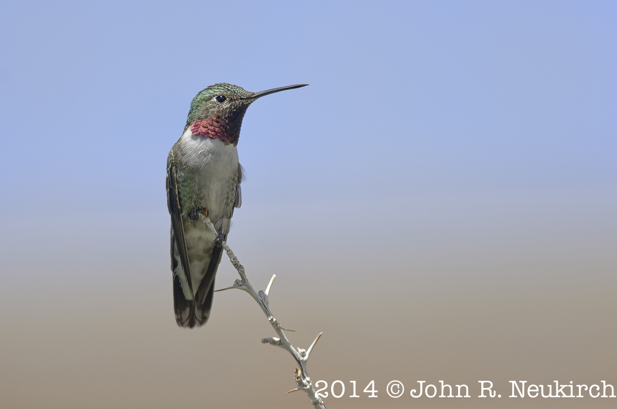 Broadtail