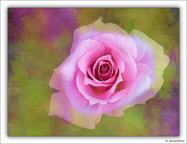 A Painted Rose