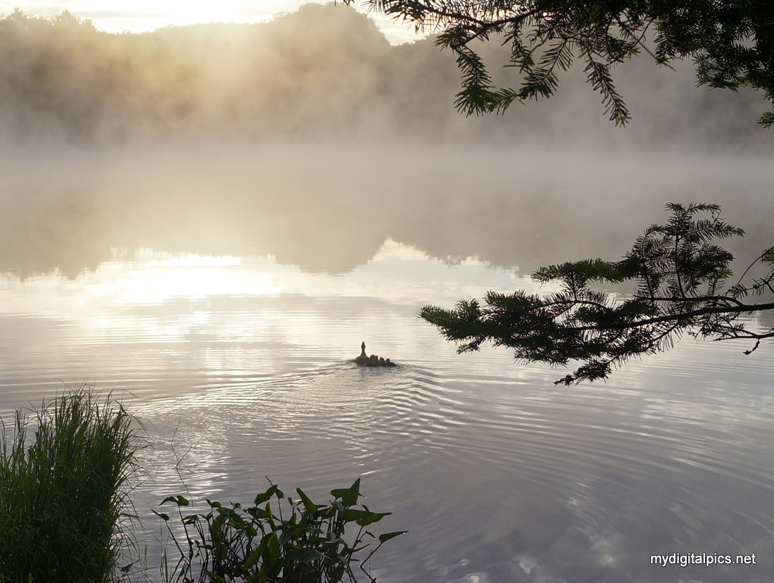 Ducks in the Sunrise