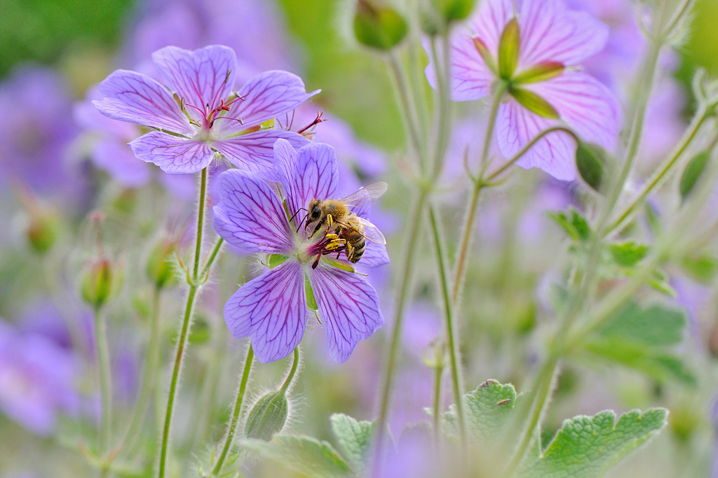 Cranesbill