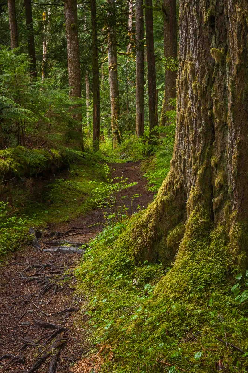 Green path-W.C.