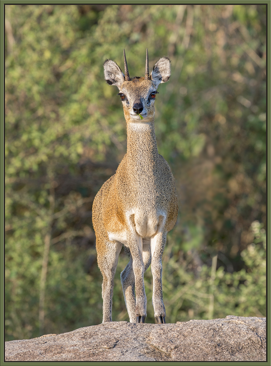 Klipspringer