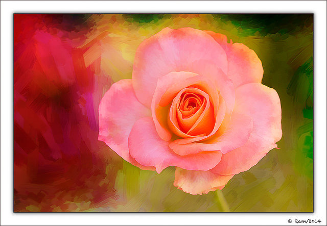 Rose 