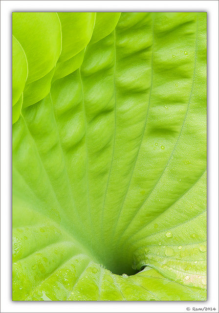 Hosta Leaf