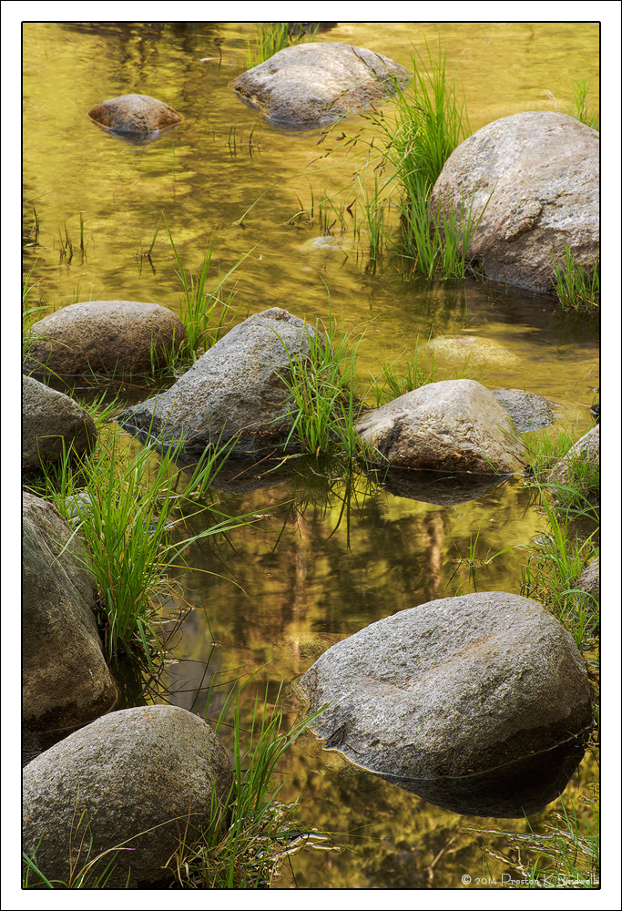 Spring Gold