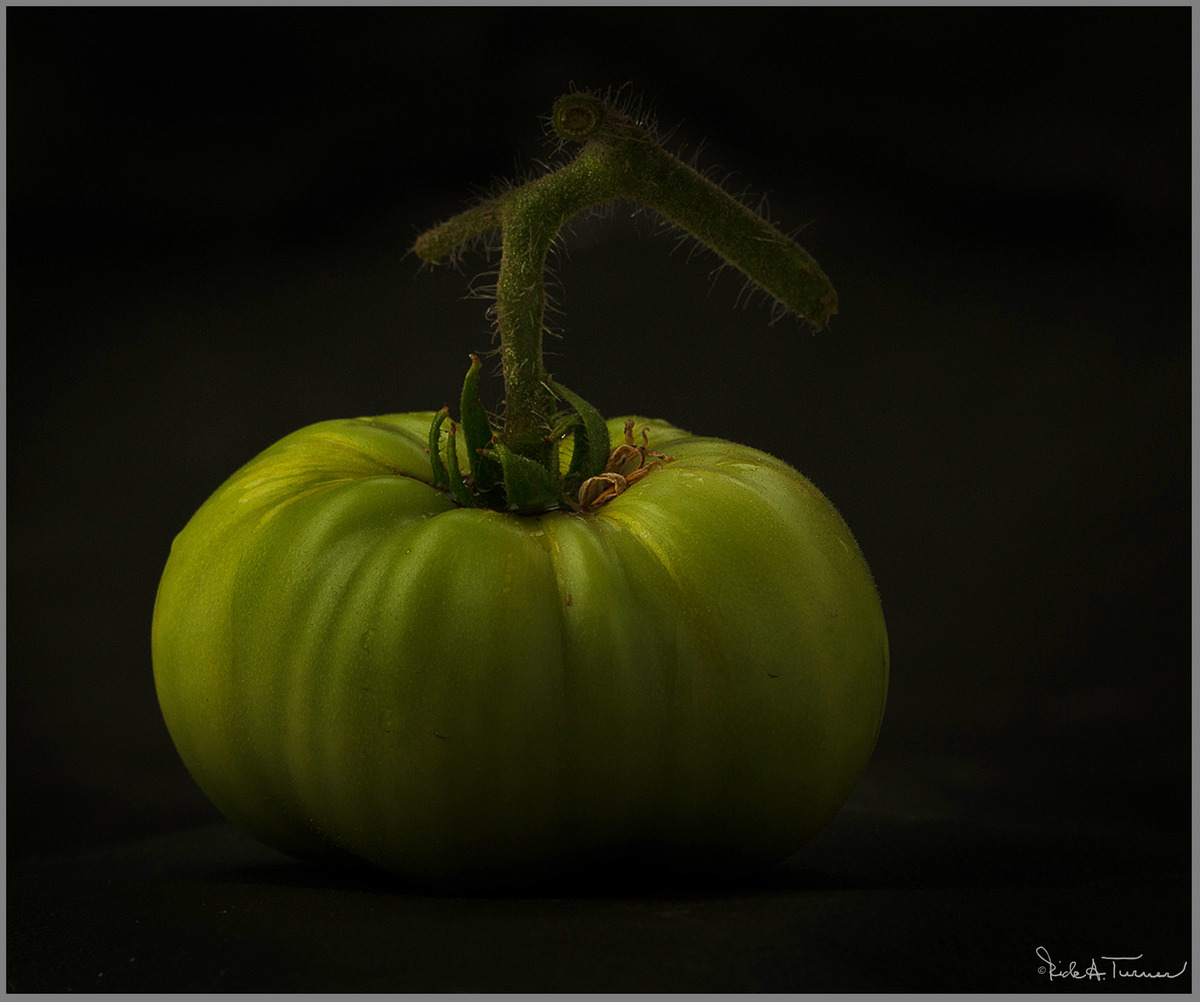 Fresh off the Vine