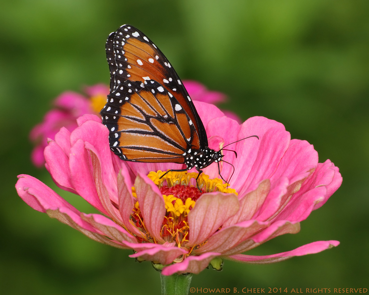 The Queen (female)