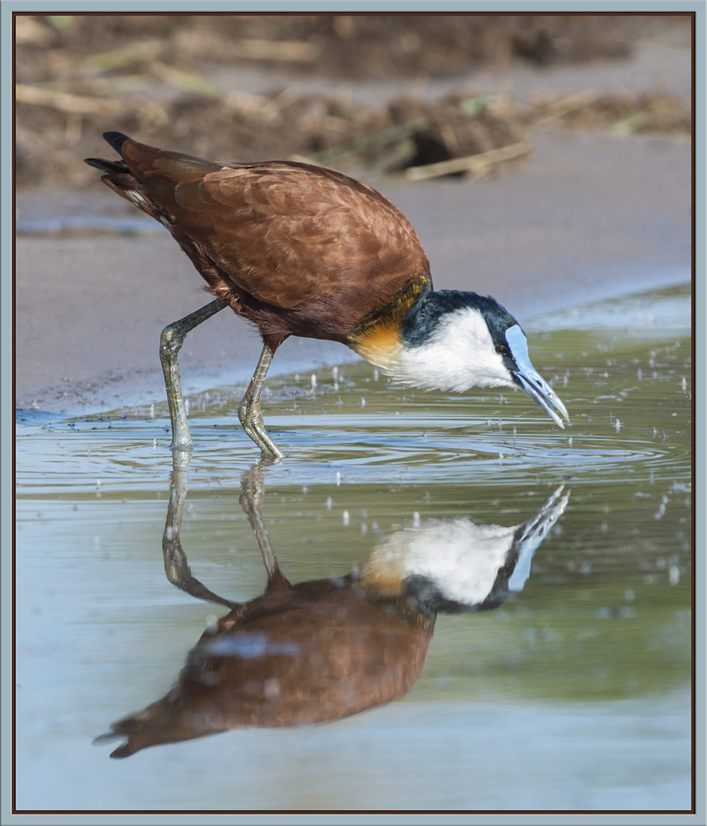 African Jacana