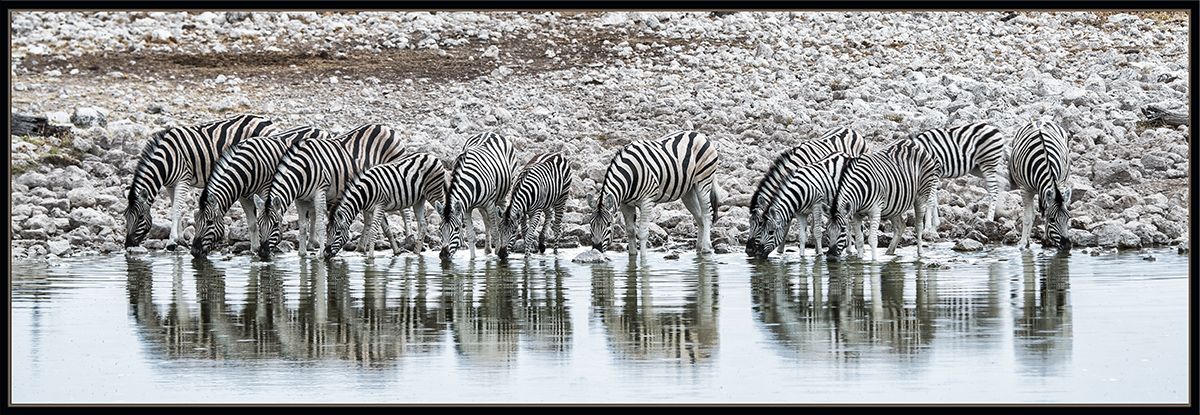 Zebras