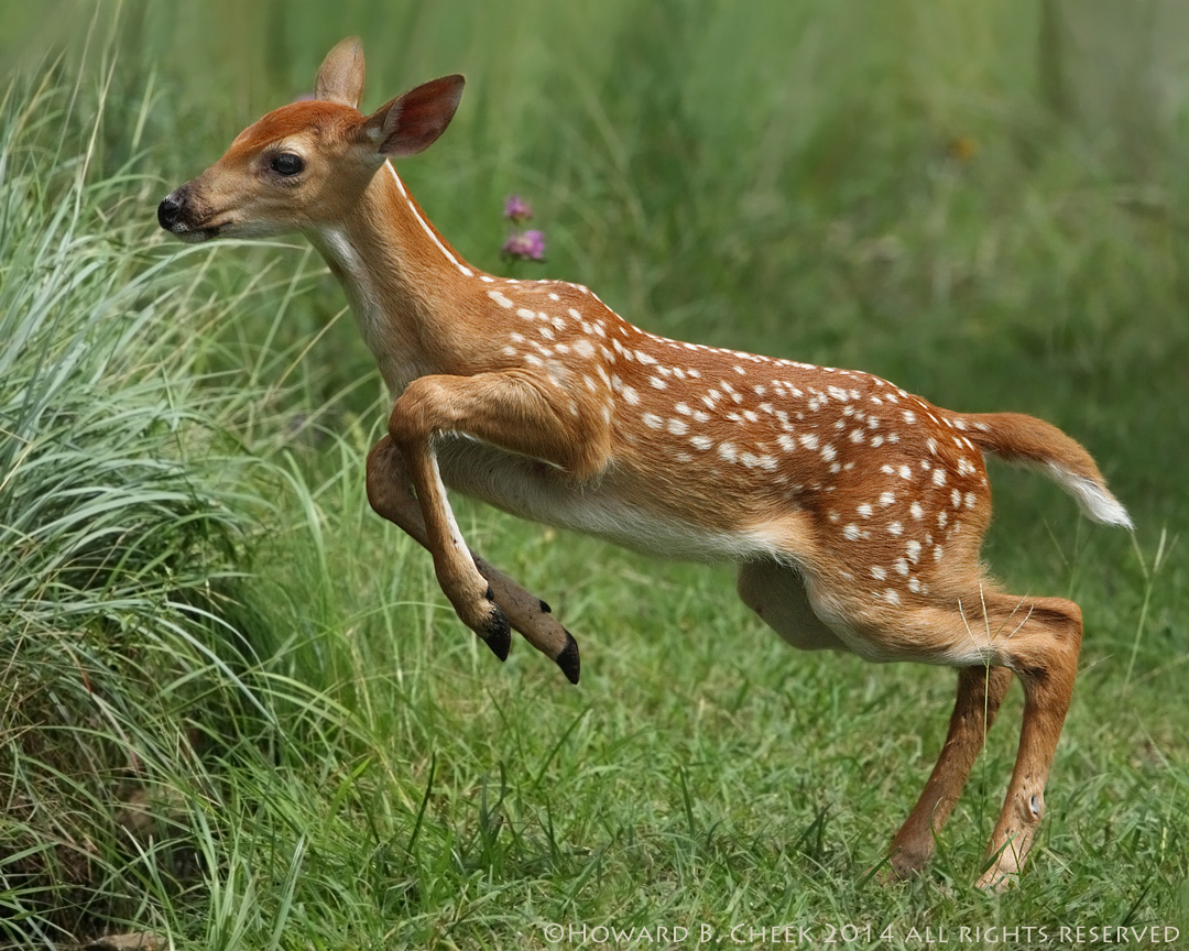 Jumping into Summer