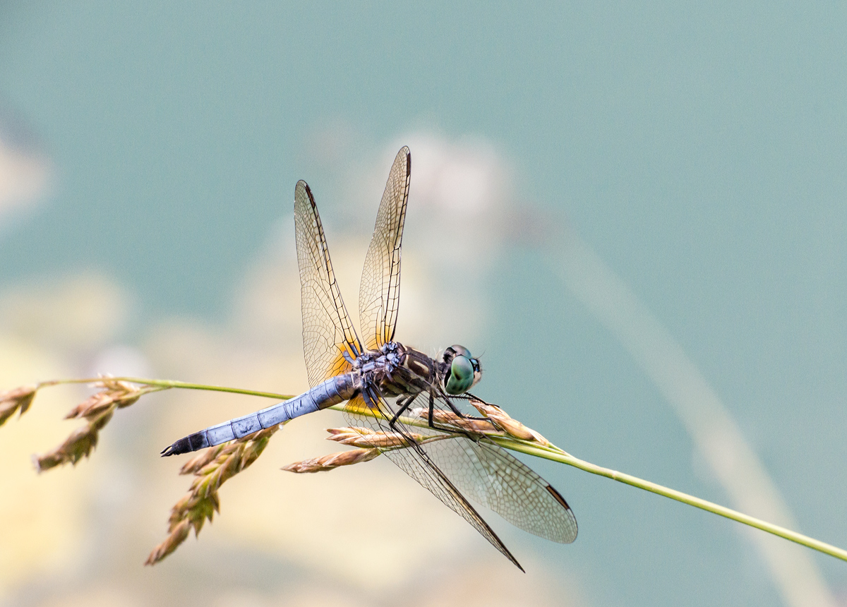 Blue Dasher