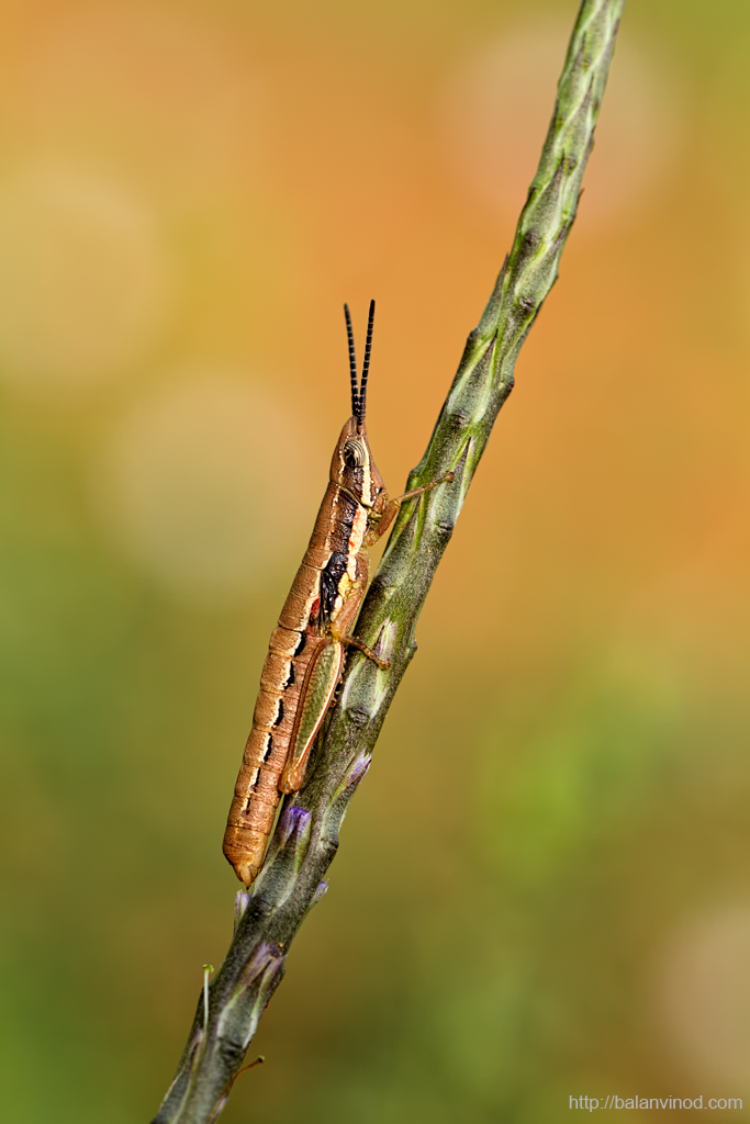Painted Grasshopper