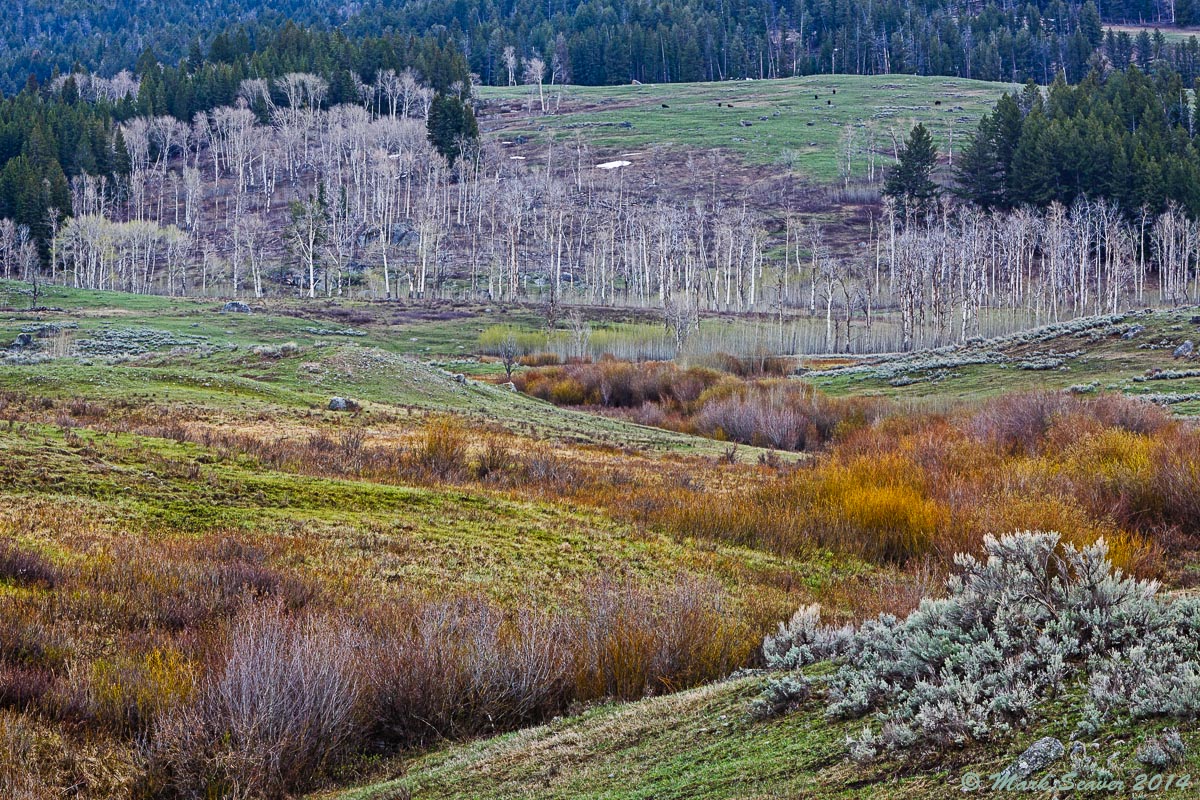 Yellowstone Spring