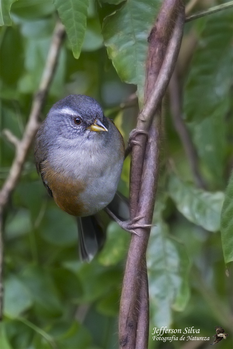 Gray-throated Warbling-F