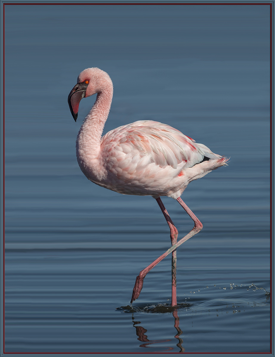 Lesser Flamingo