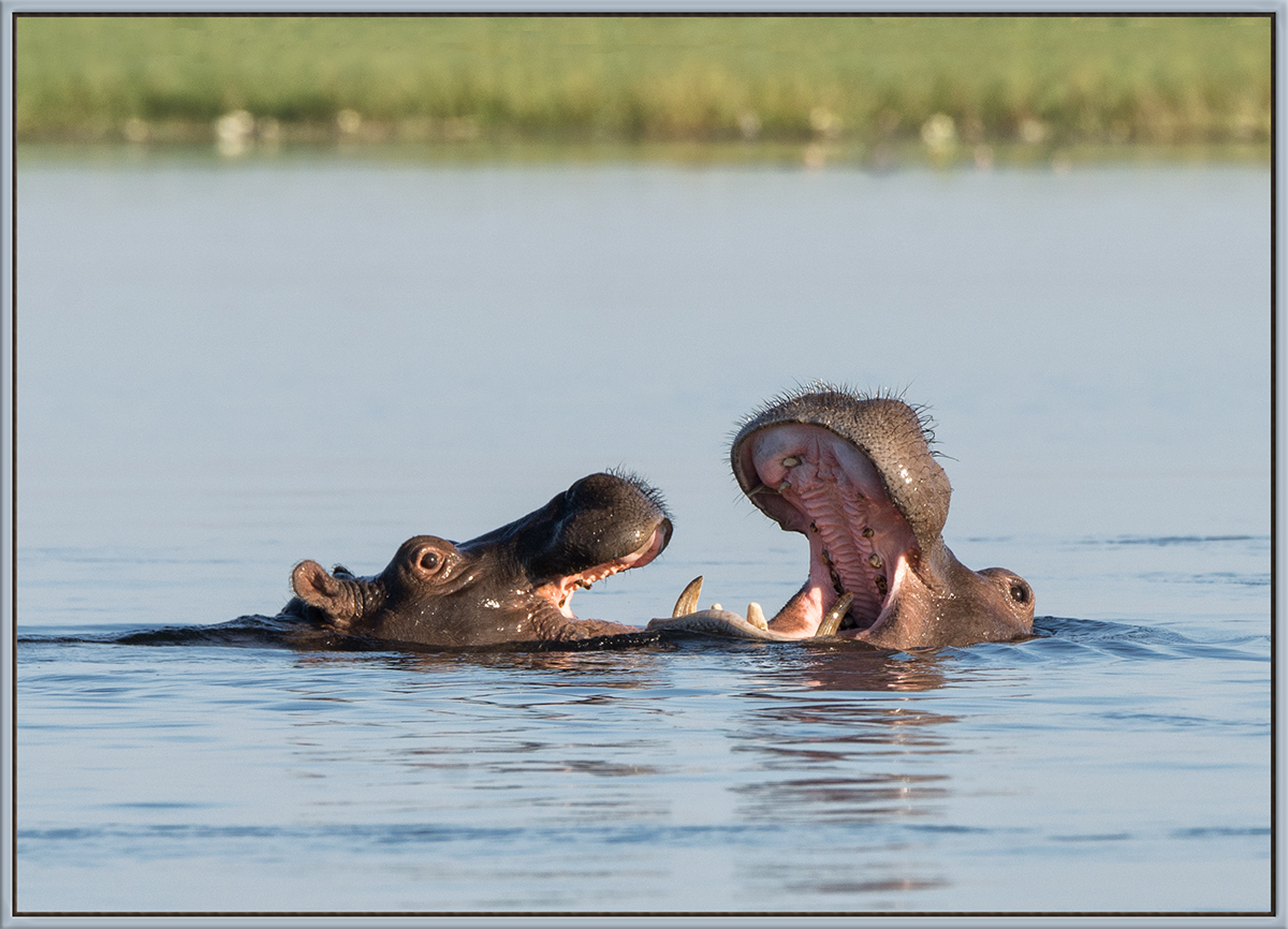 Fighting Hippos, Revised