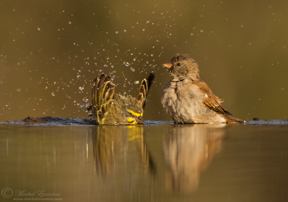 Bathtime Buddies