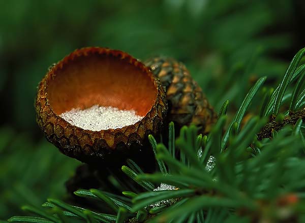 Acorn Tops