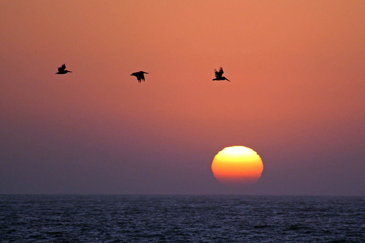 Pelican Sunset WC641