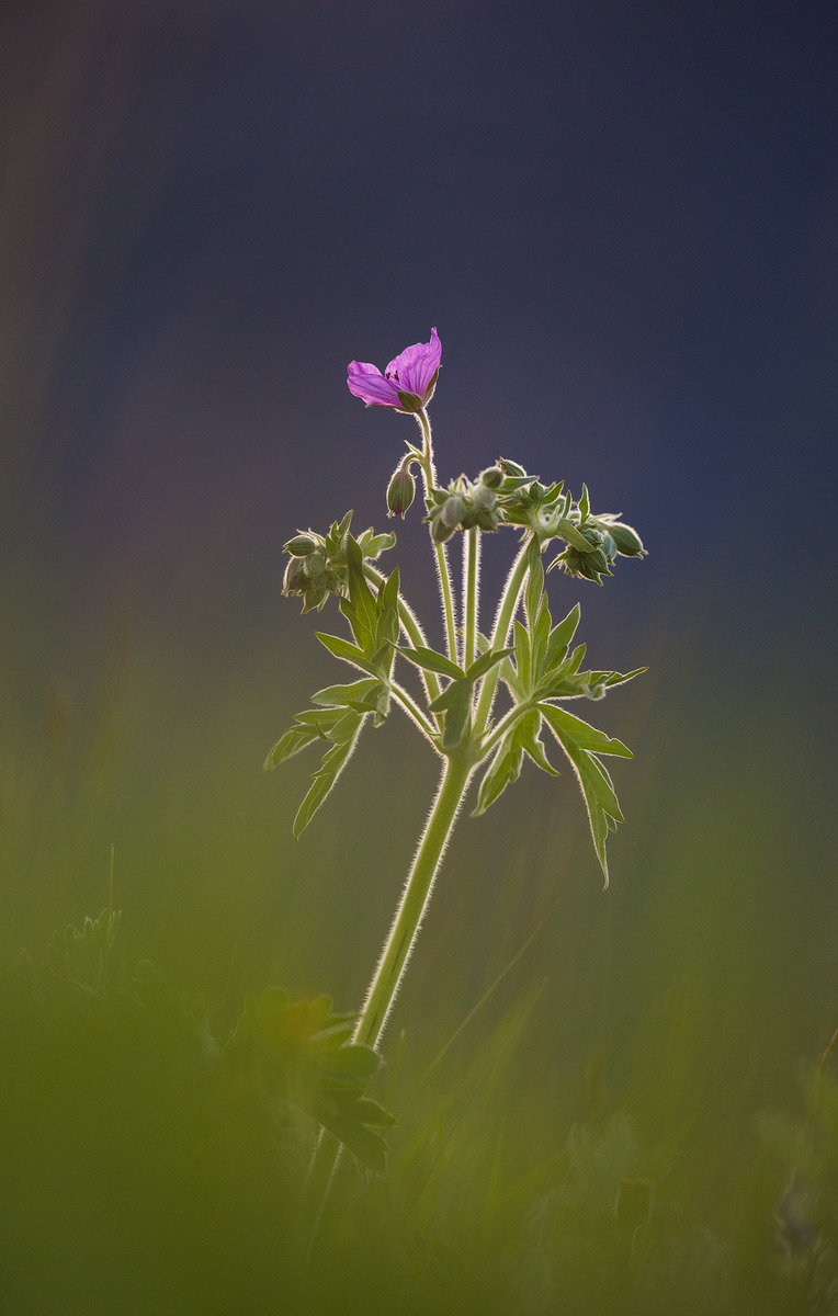 Backlit Geranium