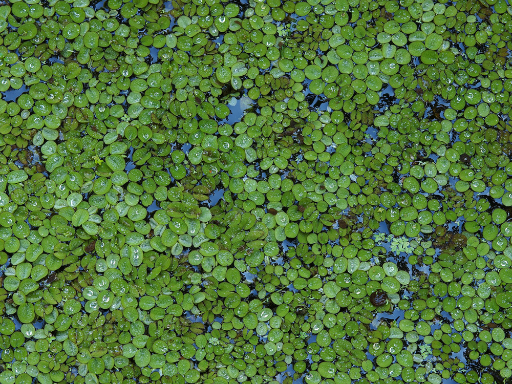Salvinia Abstract