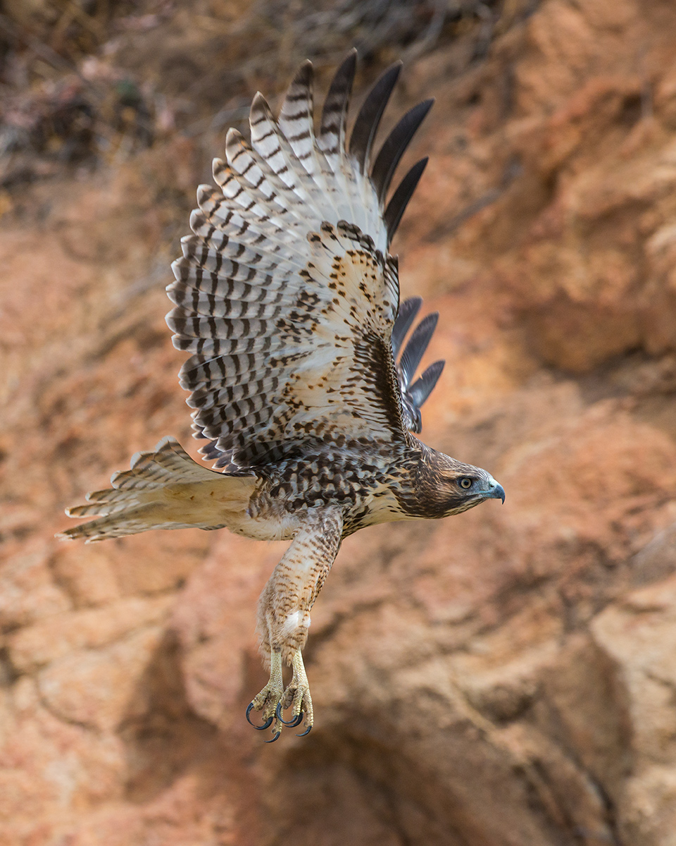 Red-tailed Hawk