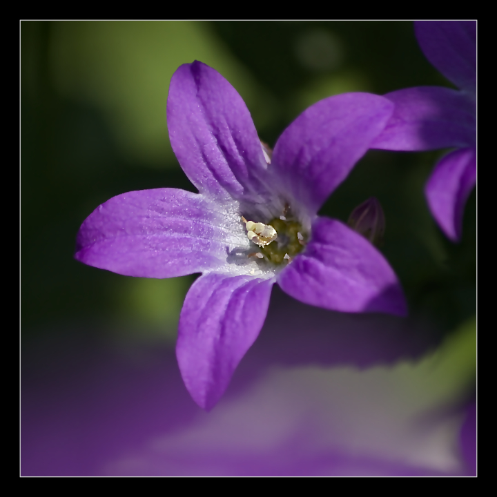Bellflower
