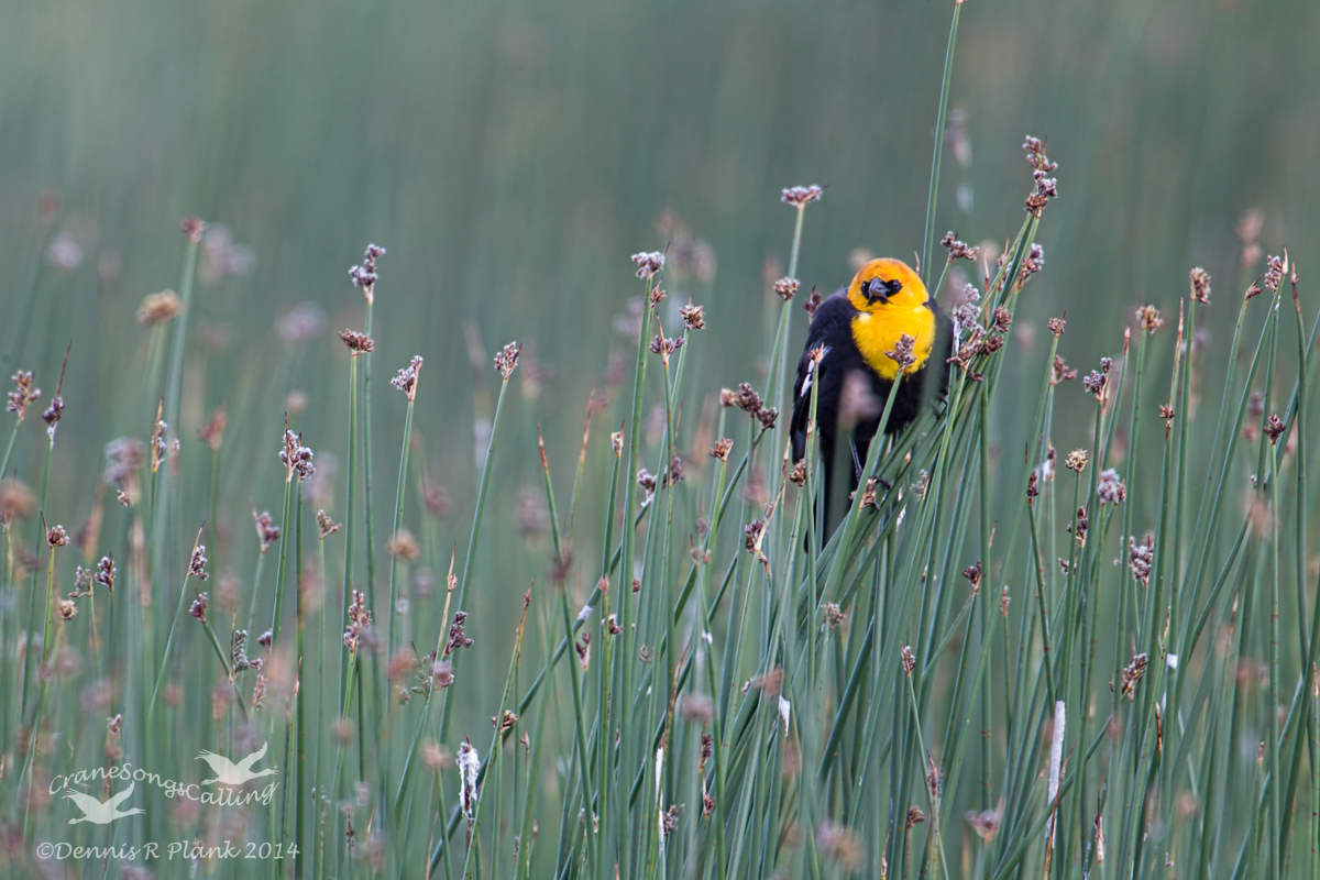 Yellow-headed Blackbird