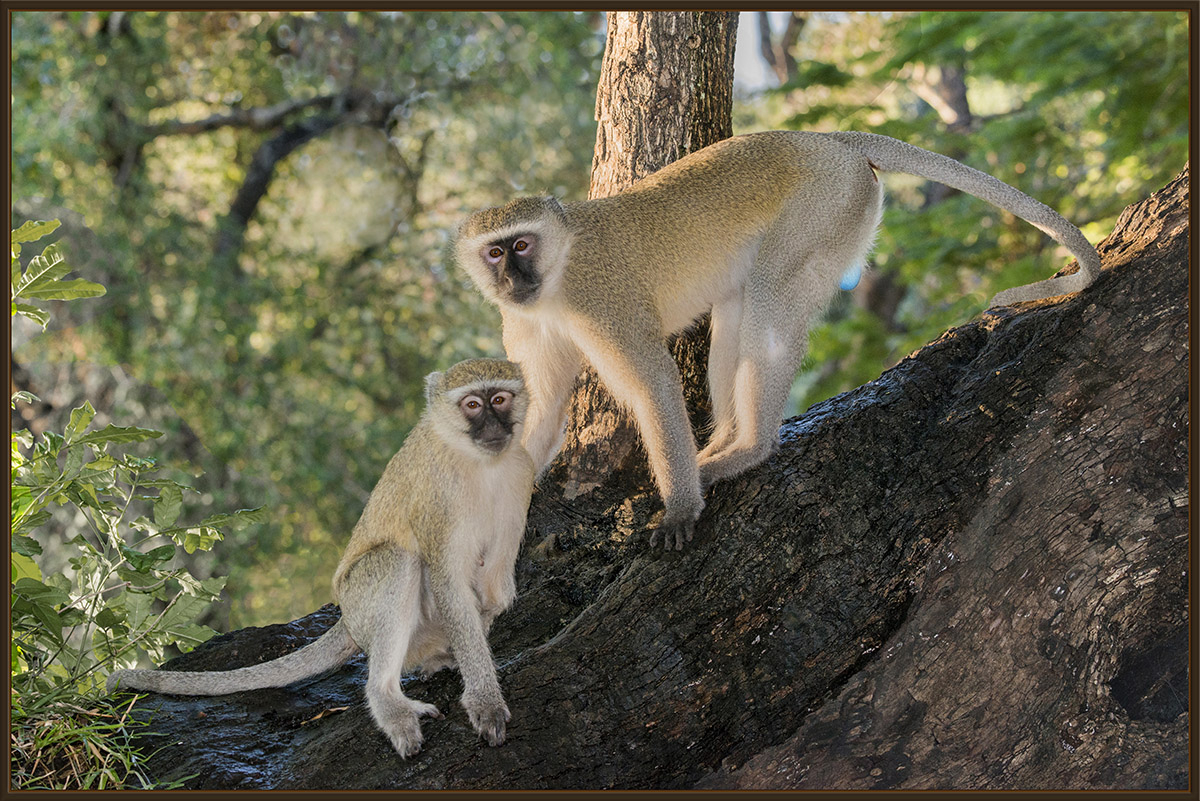 Vervet Monkeys