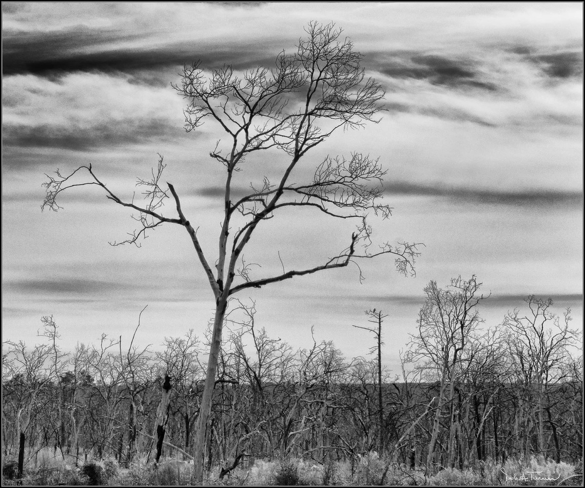 After the Fires