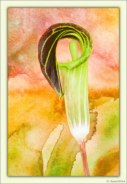 Jack In The Pulpit